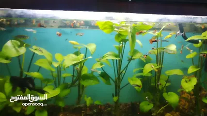  2 اسماك نباتات بحريه