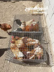  9 ديوك لوهمان للبيع