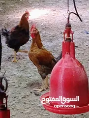  30 دجاج تهجين عماني فرنسي و كوشن