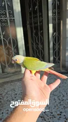  2 ببغاء جرين شيك انناس اليف مدرب طيران حر