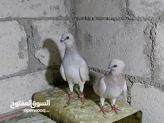  10 جواز حمام شغلات ميه بل ميه