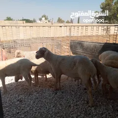  4 ثني مخلاع معه حبه