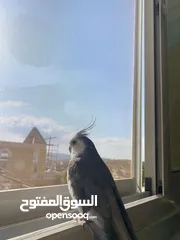  2 ببغاء كوكتيل وايت فيس للبيع