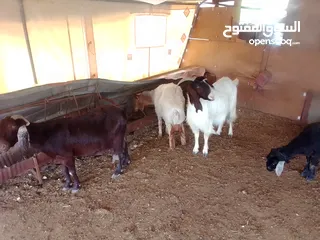 2 ماعز للبيع