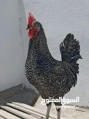  1 ديك مميز سلالة فخمة للبيع