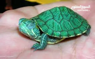  1 سلحفاه سلاحف برمائيه مائيه  بيبي سلحفاة الزينه الامازوني