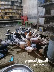  4 حمام مشكل للبيع