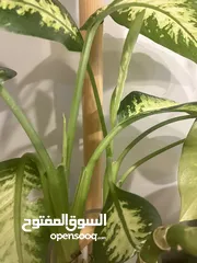  3 نباتات للبيع