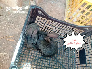  5 ارانب هجين