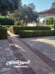 19 فني أشجار النخيل