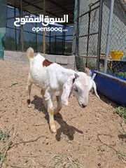  2 ماعز ومعزه محلى خالى من الأمراض