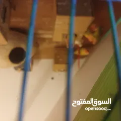  2 فحل كوكتيل وايت فيس جاهز للتجاوز