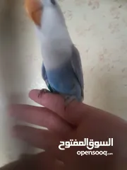  8 ممجود 8حبات اليفات و فطفراا شوف الوصف