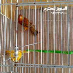  8 كنار للبيع