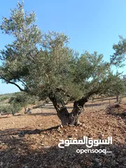  2 قطعة ارض للبيع في كوبر