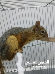  4 للبيع اليفة ونشطة وسهلة التربية عمر 7-6 اشهر بالصلاة على النبي لعشاق الحيوانات المميزة