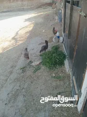  4 أرانب فرنسي عمر 3 الا 4شهور العدد 20 واحد اعور الكوم 4 ونقه بالجوز 10. 14 صوص 3 زاغر 12 كبار
