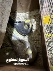  4 طيور كوكتيل للبيع
