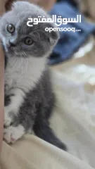  1 Scottish fold female kitten  3 month old
