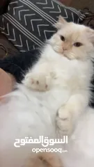  14 شيرازي للبيع عمرها سنة وشوي سعرها 600(قابل للتفاوض المعقول) اجتماعية وبترد عصحابها ومتعودة عالحمام