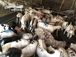  4 Somali goat and sheep  available all time