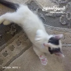  3 قط بلدي للتبني