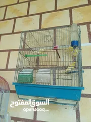  10 عصافير كنار للبيع جواز جاهزه في  اشي مع بيض واشي مش مع بيض وفي فراخ صغار جواز