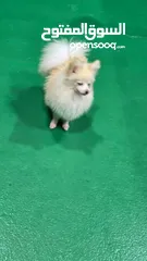  6 كلب بومرينيان فوكس فيس ذكر pomeranian  dog fox face male 5 month