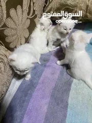  3 قطط للبيع صغار مع امهم