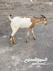  1 جدايه صوماليات