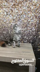  4 Maine coon kittens champion lines pure