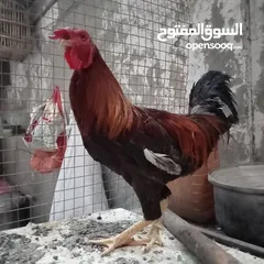  8 دجاج عرب وبشوش مصري