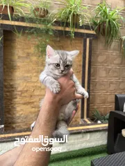  23 قطط سكوتش فولد وسكوتش ستريت للبيع اقرأ الوصف