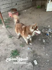  2 كلاب هاسكي بصحه جيده