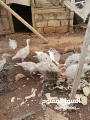  3 دجاح رومي حبش
