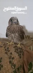  1 طيور للبيع