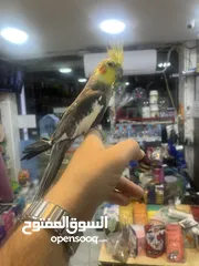  10 كوكتيل اليف فحل عليه عرض