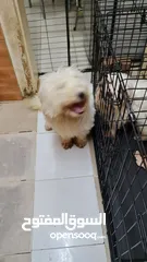  2 maltese puppy