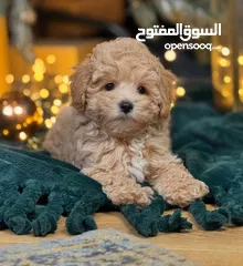  2 جراء مالتيبو Maltipoo مستوى عالمي