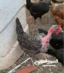  1 دجاج للبيع