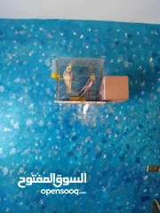  2 جوز كوكتيل الفحل بايد لاتينو والطيره حبشي