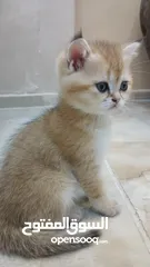  2 سكوتش ستريت وny11