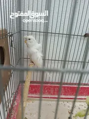  4 جوز هوغو رومو البينو عين حمرا للبيع صحه مع فرخ