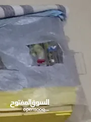  3 حوز كوكتيل مرتب بايض عتبديل ياعلا جوز سنغالي يا علا حبه شرين شيك اليفه عجينه عل ايد