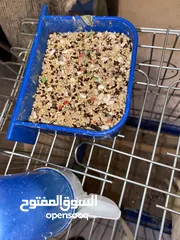  6 زوج كوكتيل اليفات و شغالات