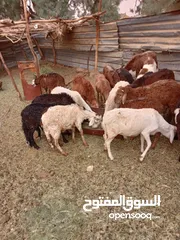  5 كباش مشوشنه