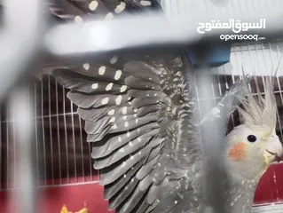  1 انثى كوكتيل الزبث معروضة للبيع وشغال مية مية وحاملة بيض موضع بالفيديوا بسعر حرق