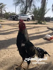  2 طير جاوا افرد عمره سنه ونص السعر قابل للتفاوض