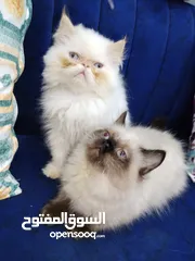  2 قطط هيمالايا بيور