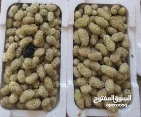  9 يوجد توت ابيض اسود